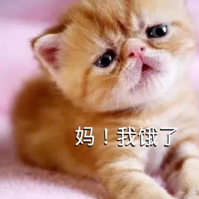 妈我饿了猫咪搞笑表情