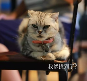 可爱猫咪我爹找到了惊讶朋友圈封面