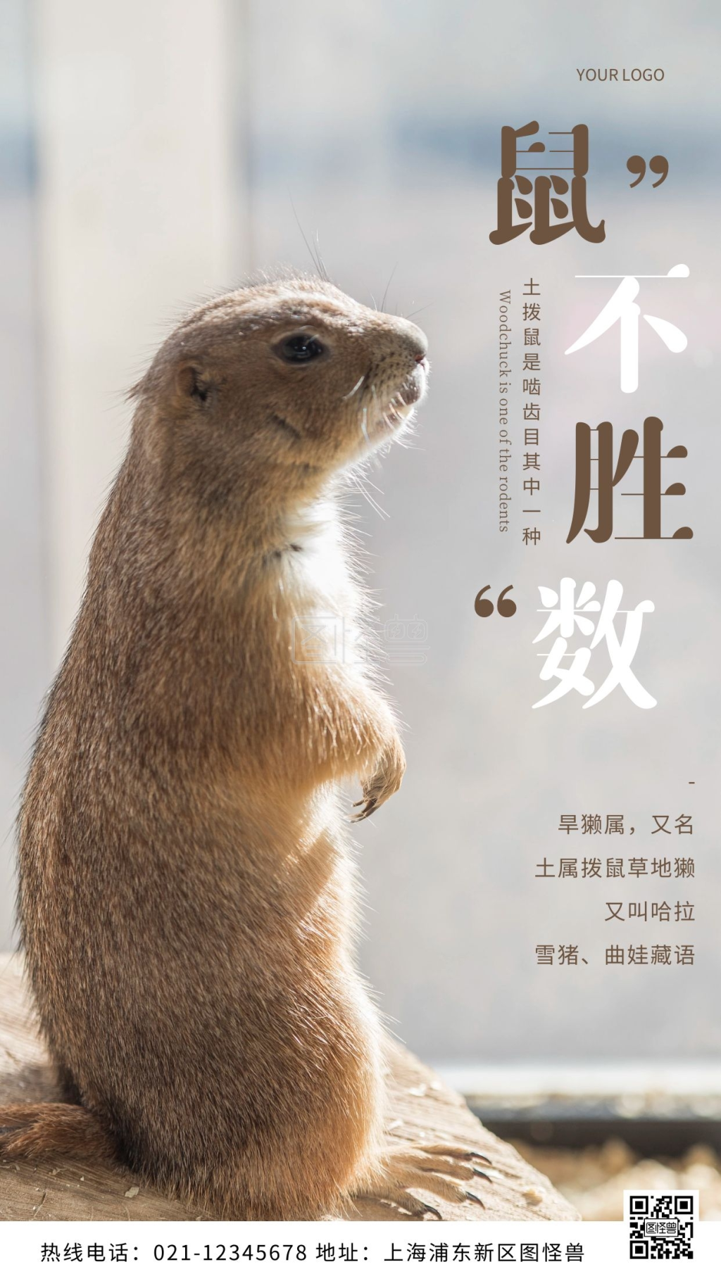 土拨鼠青色科普小知识摄影图海报