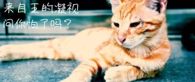简约猫咪来自王的凝视公众号封面