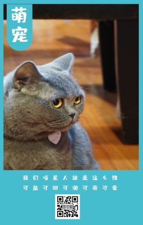 萌宠 我们喵星人就是这么拽 可盐可甜可潮可萌可爱 卡通宠物猫之日可爱手机海报
