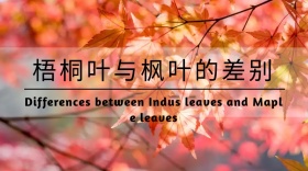 枫叶梧桐叶秋天秋天天空公众号封面模版