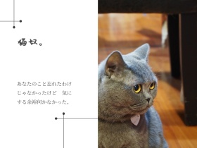 日系简约文艺小清新猫咪公众号配图