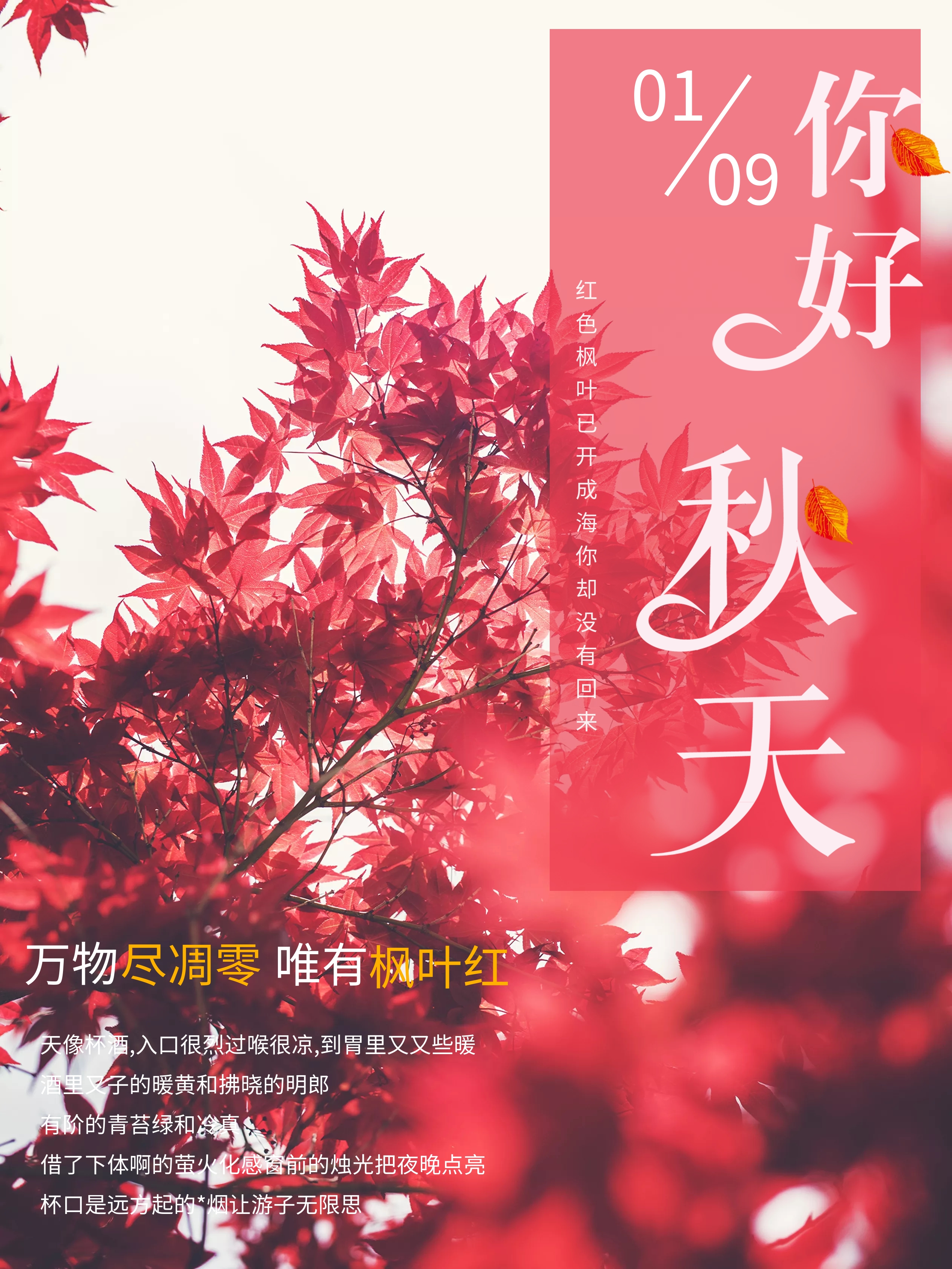 红色枫叶
