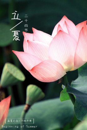 立夏清新荷花公众号配图