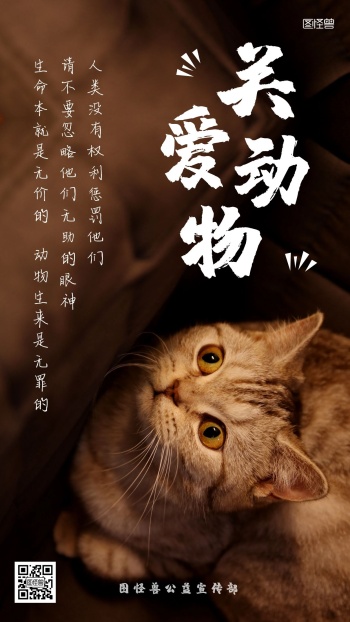 关爱小动物摄影猫咪手机海报