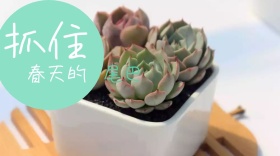 绿色植物春天的尾巴公众号封面