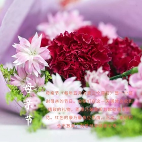 红色摄影母亲节康乃馨公众号配图