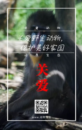 关爱 关爱动物 还原生态 www.动物协会 关爱野生动物，保护美好家园 保护动物公益宣传手机海报