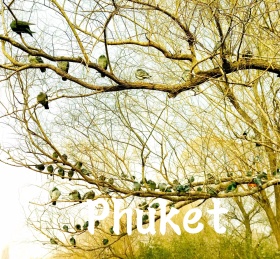 火烈鸟朋友圈封面