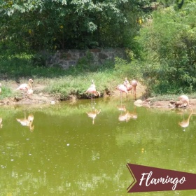 红色时尚火烈鸟旅行手机微博封面