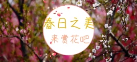 春日赏花桃花粉红色花雨公众号特殊首图