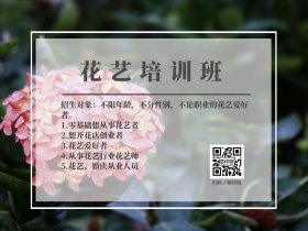 职业技能培训花艺培训班简约公众号配图
