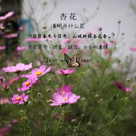 清明开什么花杏花简约白色方形配图