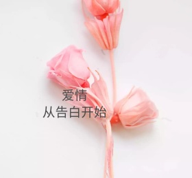 爱情从告白开始火烈鸟星空