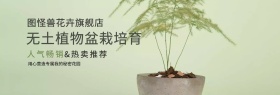 无土植物盆栽培育空气凤梨淘宝banner