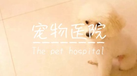 宠物创意简约宣传公众号封面模板