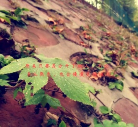 孤单一个人忧伤下雪天分手朋友圈封面