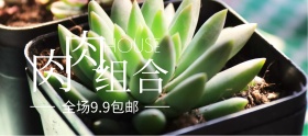 多肉组合狂欢节banner图片