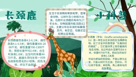 有关动物的手抄报宣传