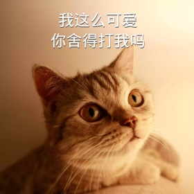 我这么可爱你舍得打我吗猫咪搞笑表情