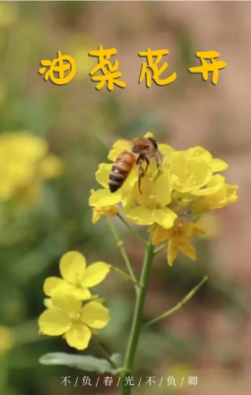 不负春光婺源旅游油菜花宣传海报