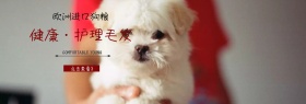 进口狗粮促销banner模板