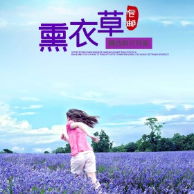 淘宝电商唯美薰衣草主图直通车PSD模版