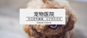 宠物医院宣传banner