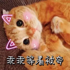 乖乖等着被夸猫表情包