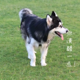 你清醒点狗狗可爱方形公众号配图