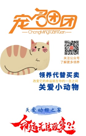 宠物领养收养公益小动物猫狗手机海报