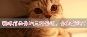 猫咪特点小科普公众号封面