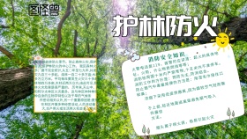 手抄报护林防火绿色简约