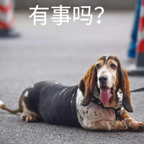 汪星人抬头疑惑有事吗可爱恶搞手机表情包