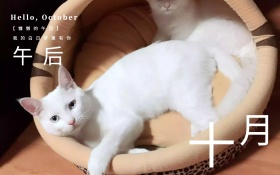 小猫睡觉十月你好唯美红包配图海报设计