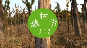绿色卡通植树节植物红包公众号封面