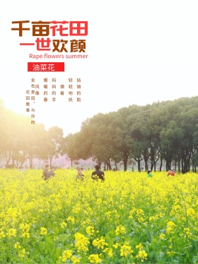 油菜花清新海报