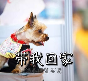 领养动物买卖朋友圈封面