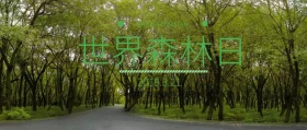 世界森林日主题封面清新绿色风格