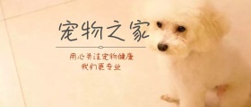 宠物之家公众号封面