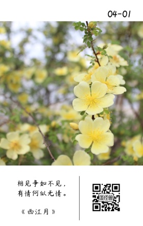 ins风简约鸡汤日签