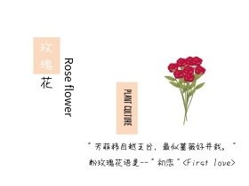 玫瑰花简约粉色白色横版配图