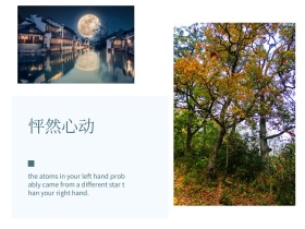 文艺风景树枝通用公众号配图