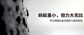蚂蚁虽小  但力大无比  公众号封面