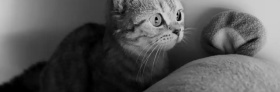 可爱猫咪慵懒躲藏微博封面
