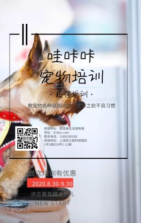 宠物培训