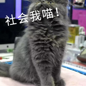 社会我瞄姐霸气可爱表情包