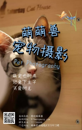 蓝色时尚可爱小狗宠物摄影促销手机营销海报