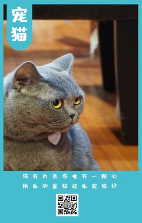 宠猫 猫有九条命唯有一颗心 快乐的星猫欢乐宠猫记 卡通宠物猫之日可爱手机海报